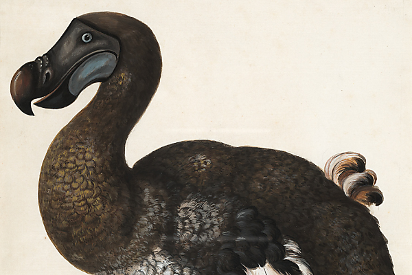 Wat kan de dodo ons leren over uitsterven?