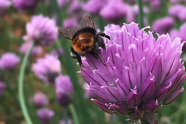 Rondleiding Tapijntuin