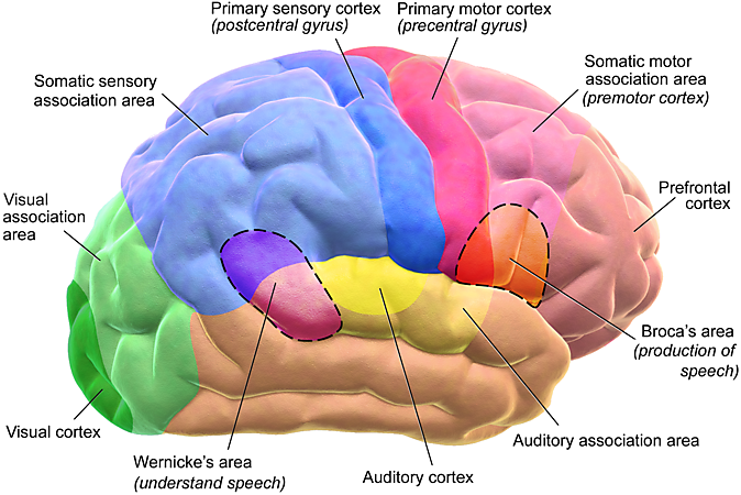 Hoe meten we denkfuncties bij mensen met hersenschade?